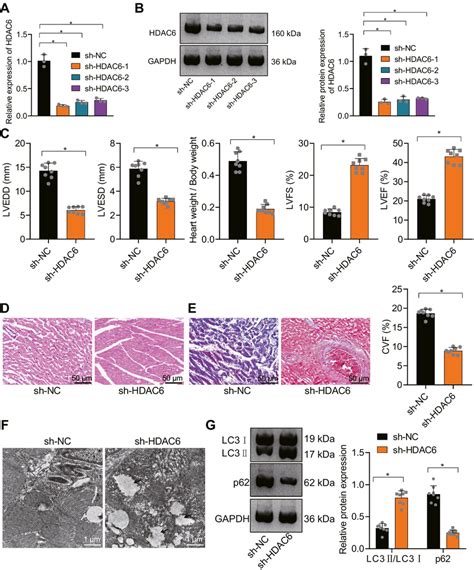 Effects Of Hdac Knockdown On Cardiomyocyte Autophagy And Myocardial