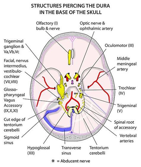 Instant Anatomy Head And Neck Nerves Cranial Leaving The Intact