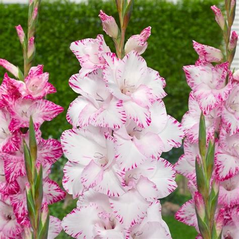 Get Gladiolus My Love Summer Flowering Bulb In Mi At English Gardens