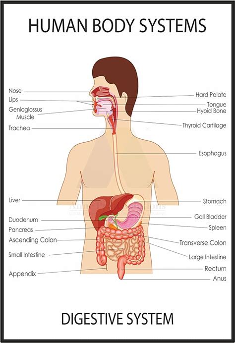 Digestive System Structure And Function Mini Poster Off