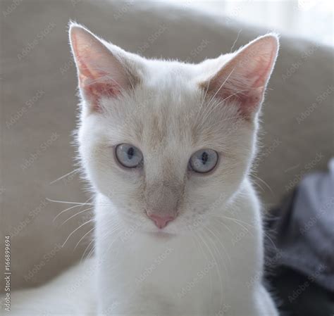 Flame Point Siamese Kitten