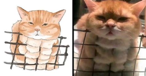 10+ Rare Wild Cat Species You Probably Didn’t Know Exist