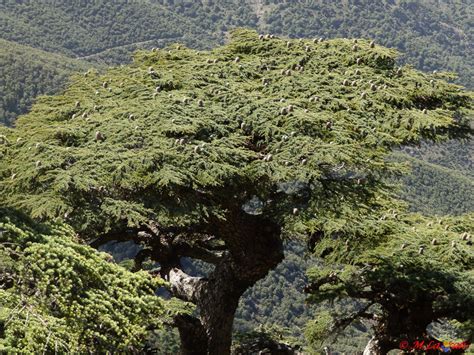 Cèdre de l Atlas 11 Cedrus atlantica Arbuste Arbre Foret