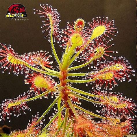 Compre agora a Planta Carnívora Drosera Madagascariensis