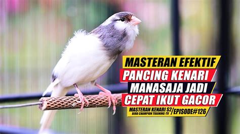 126 Masteran Suara Burung Kenari Gacor Panjang Cuit Cuit Ngerol Untuk