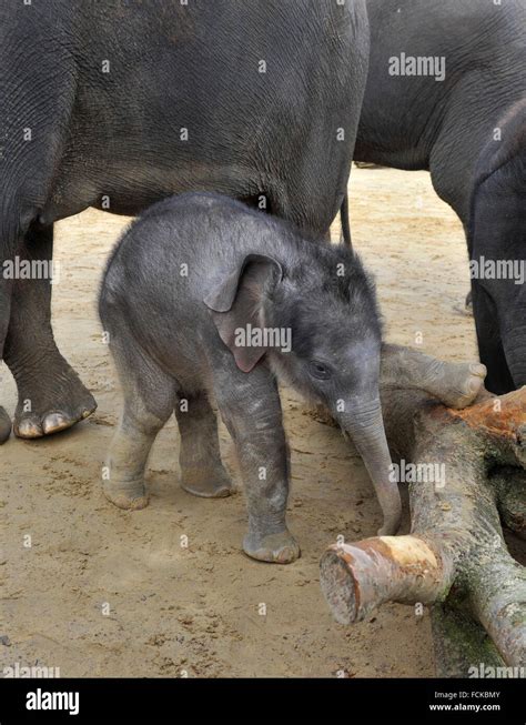 Asian elephant calf Stock Photo - Alamy