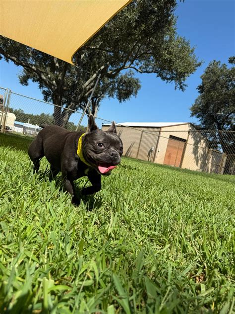 Parkway Pet Resort | Lakeland FL