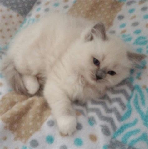 Ragdoll Cats For Sale Michigan Center Mi 189247