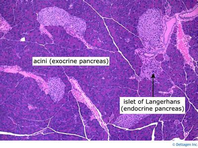 Pancreas Histology Labeled Acini