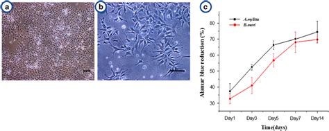 Cell Growth And Morphology Of The Human Neural Progenitor Cells A B