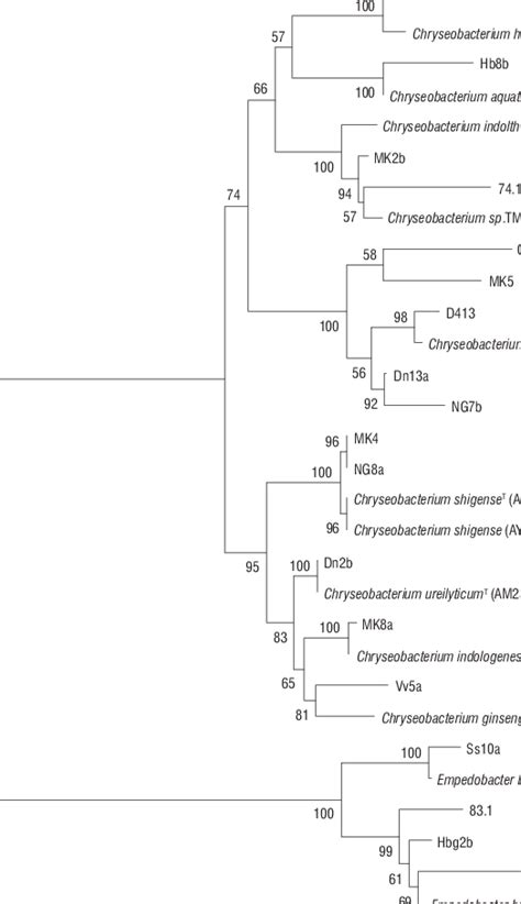 Neighbour Joining Phylogenetic Tree Showing Relationships Of The 18