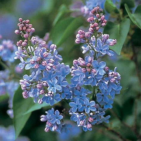 Lilac Dwarf Wonderblue Lilac Jw Jung Seed Company