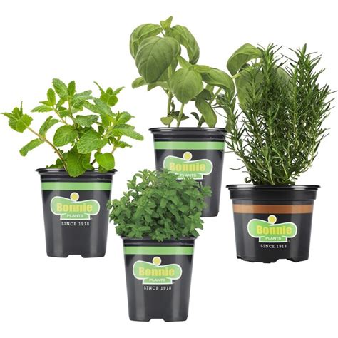 Bonnie Plants 25 Oz In Pot Urban Herb Plant Garden In The Herb Plants Department At