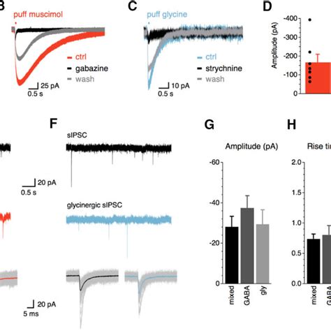 Lldp Neurons Have Functional Gaba A And Glycine Receptors A Schematic