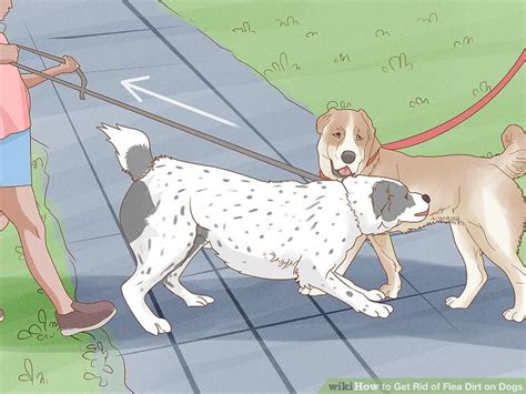 11 Simple Ways to Get Rid of Flea Dirt on Dogs - wikiHow Pet