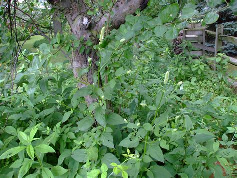 Agastache nepetoides (Giant Yellow Hyssop)