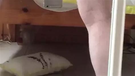 Mr Stiff Bouncing Free Gay Big Cock HD Porn Video XHamster