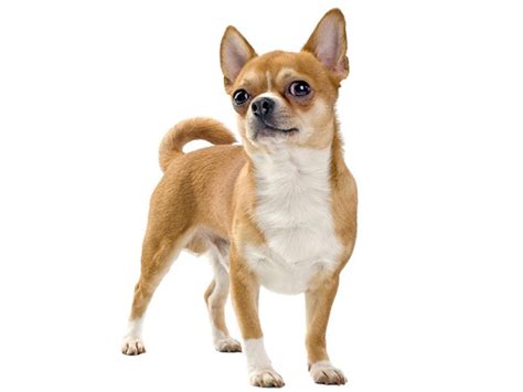 Chihuahua Dog Breed - Dog Breeders Guide