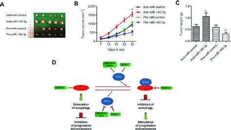 Mir P Regulated Tumorigenesis In A Nude Mouse Model Notes A