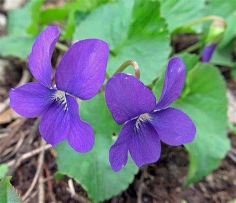 Wildflowers Of Western Pennsylvania Wild Flowers Beaver County Flora