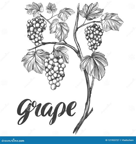 Grape Vine Grape Calligraphy Text Hand Drawn Vector Illustration