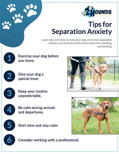 How To Calm A Puppy With Separation Anxiety At Cameron Bliss Blog