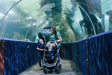 3 Amazing Aquariums In Ohio Bonus Must Visit Location