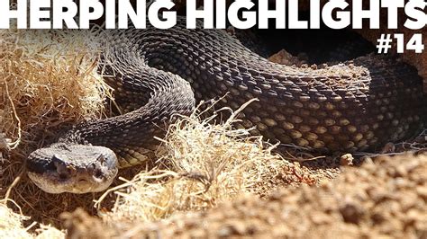 Herping Highlights 14 Worlds First Sitcom Herping Video Youtube