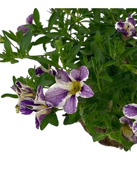 Calibrachoa 'Candyshop Grape Splash' 4 Inch - The Garden Corner