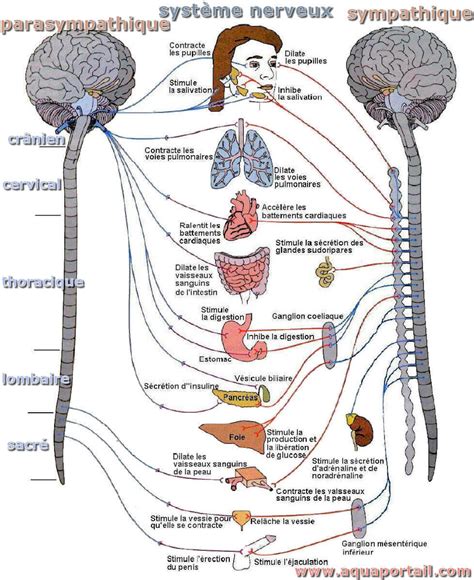 Anatomie Du Systeme Nerveux