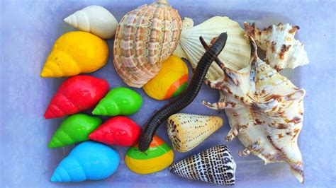 Hunting Millipedes Rainbow Snails Shells Hermit Crabs Youtube