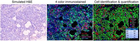 Next Generation Tissue Analysis And Imaging Core The Human Skin