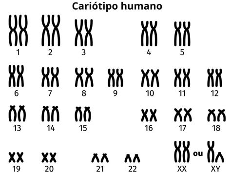 Qual O Número De Cromossomos No Zigoto LIBRAIN