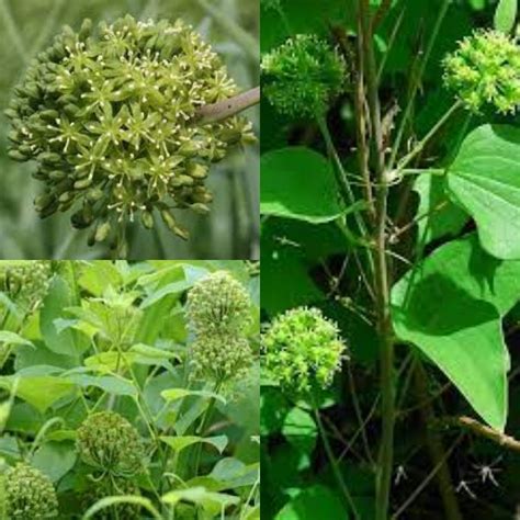 Seeds for Planting, Smilax Lasioneura Seeds, Blue Ridge Carrion-flower