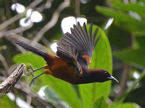 Martinique Oriole