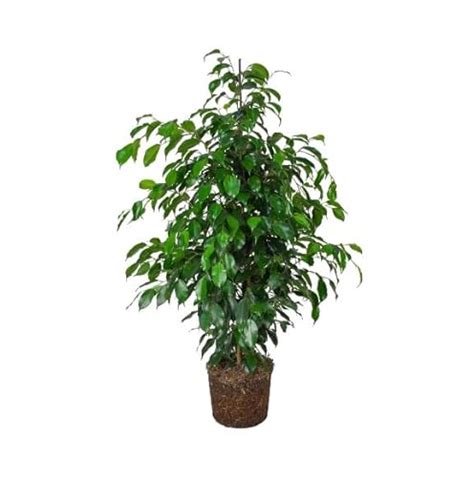 C Mo Cultivar El Ficus Benjamina Una Gu A Para Reproducirlo