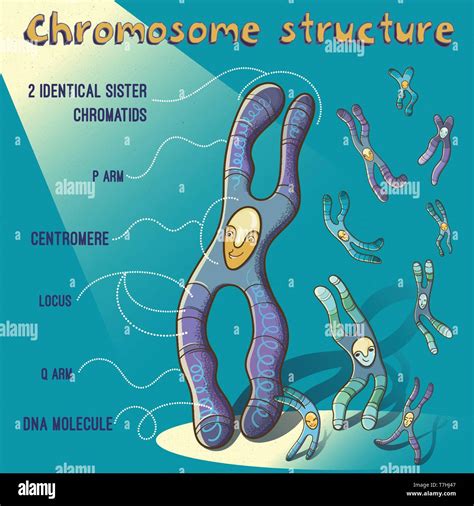 Vector Cartoon Illustration Of Chromosome Structure For Children