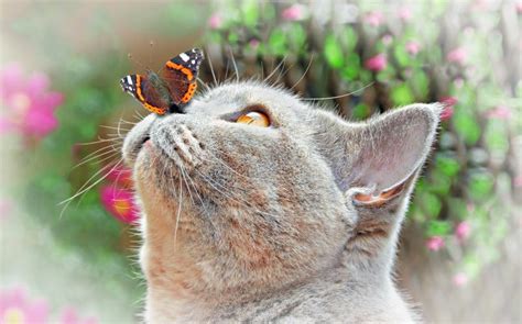 101 Butterflies Nose Stock Photos Free And Royalty Free Stock Photos