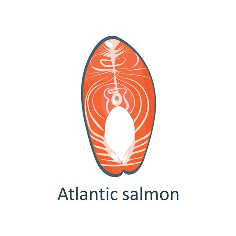 Fresh Salmon Steak Vector Illustration Of A Piece Of Redfish For A