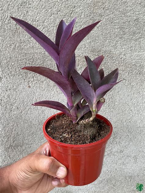 Shop Tradescantia Online Peppyflora