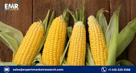 Corn Market Size, Share, Price, Trends, Growth, Outlook, Analysis