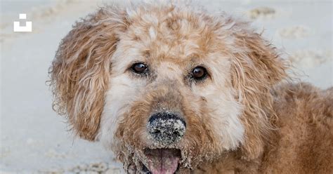 Brown curly haired small dog photo – Free Tasmania Image on Unsplash