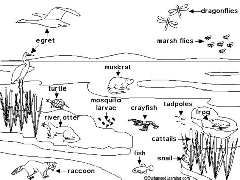 Freshwater Marsh Life Animal Printouts - EnchantedLearning.com