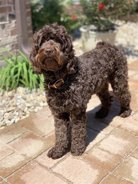Chocolate Labradoodle For Adoption at Florence Turner blog