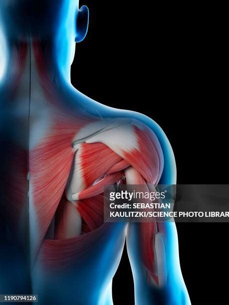 Shoulder Tendons Photos and Premium High Res Pictures - Getty Images