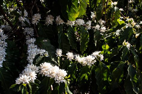 Coffee Plant Flower Stock Photos, Pictures & Royalty-Free Images - iStock