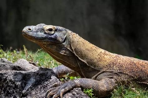 Hewan Reptil Purba Yang Berbahaya Ini Fakta Unik Mengenai Komodo