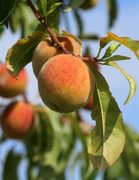 Peach Contender Country Bumpkin Plant Nursery