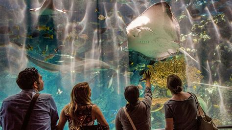 Insider’s Guide To The Aquarium Of The Pacific Visit Long Beach