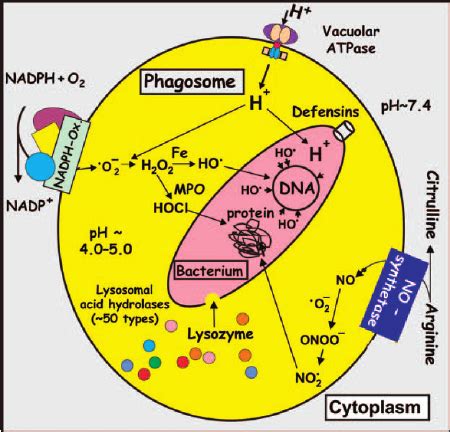 Phagocyte Diagram